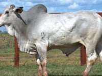 Lote 86