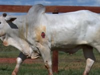 Lote 96