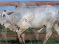 Lote 106