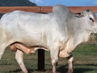Lote 111