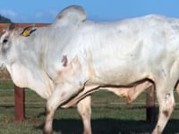 Lote 116