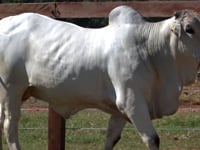 Lote 126
