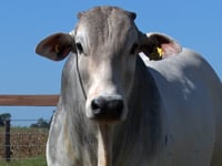 Lote 131