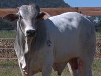 Lote 136