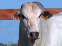 Lote 101