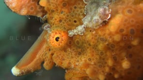 0097_Orange warty Frogfish super close up