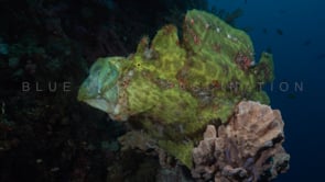 0104_Giant yellow Frogfish stretching mouth