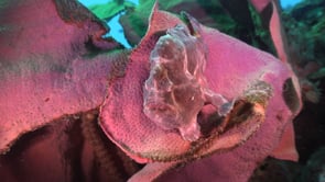 0301_Pink Frogfish opening mouth on coral reef