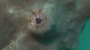 0307_Green Giant Frogfish eye super close up