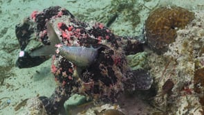 0429_Giant Frogfish feeding on sardine
