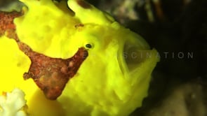 0504_Yellow and red Warty Frogfish stretching mouth at night