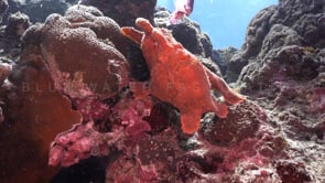 0506_Orange giant frogfish feeding on sardine in slow motion