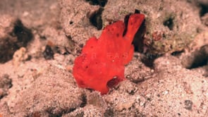 0996_Red frogfish fishing at night