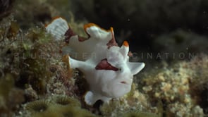 1018_Clown frogfish on coral reef