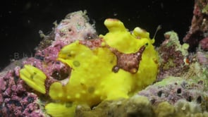 1029_Yellow warty frogfish stretching mouth at night
