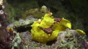 1030_Yellow warty frogfish fishing at night