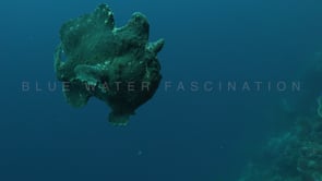 1038_Giant green Frogfish swimming in free water