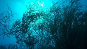 1550_Black corals silhouette