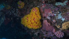 0813_Daisy corals on wall