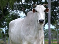 Lote 03