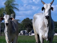 Lote 10