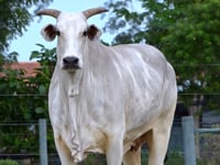 Lote 19