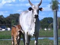 Lote 20