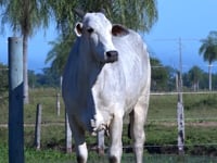 Lote 22