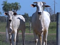 Lote 02