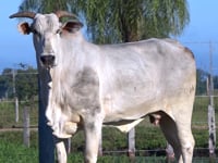 Lote 11
