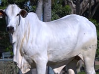 Lote 24