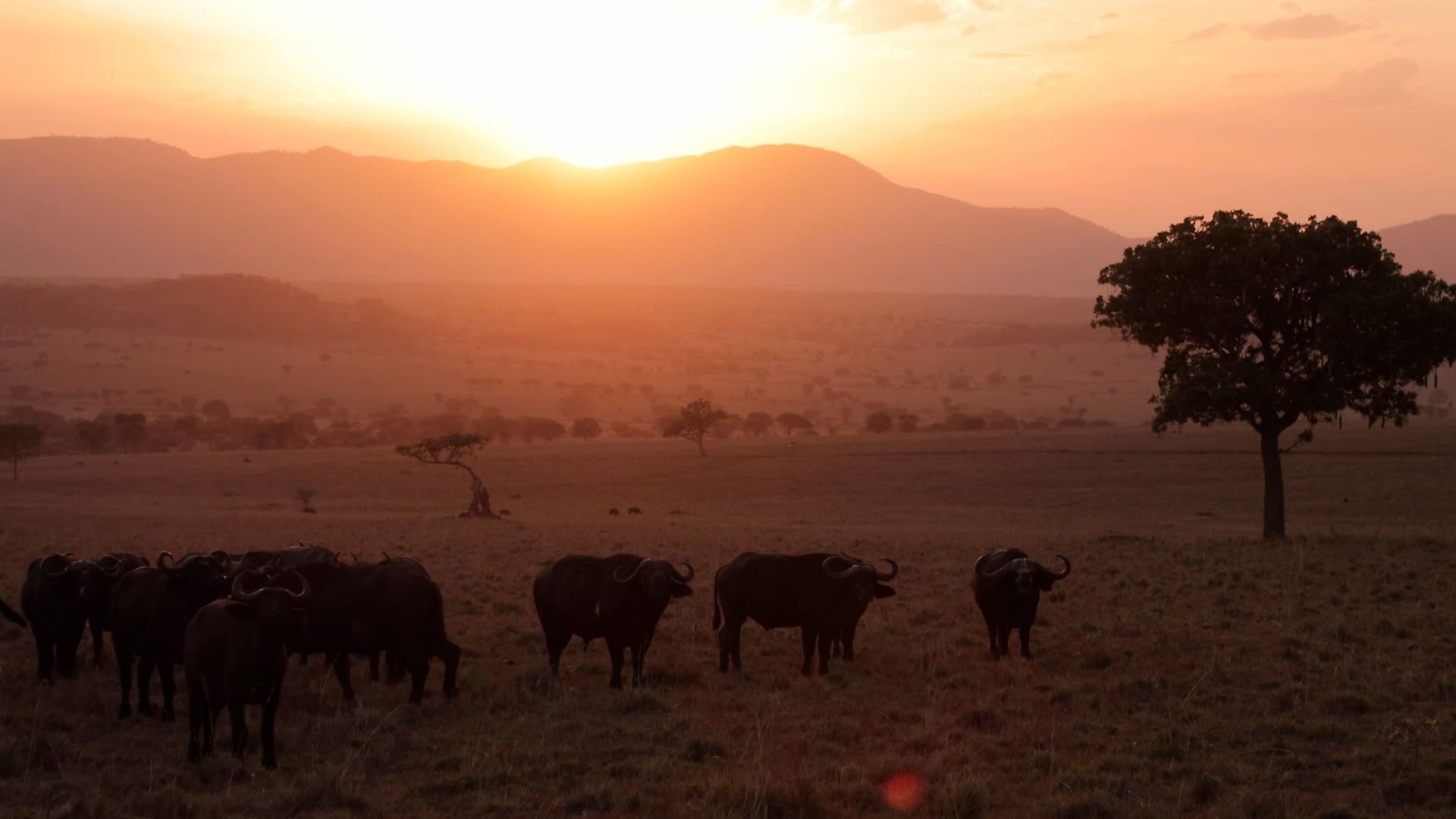 Scoring "Genus Panthera"