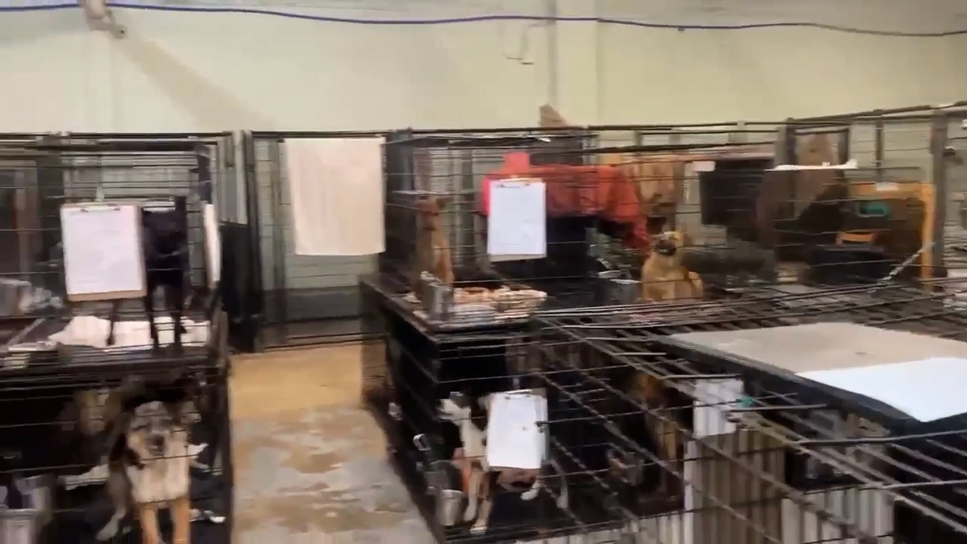 Island Park, NY "Kennel"