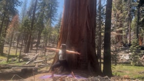 In the Trail of 100 Giants, Sequoia National Park