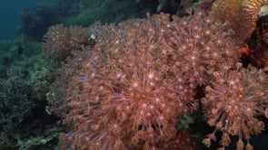 0652_Colony of Xenia coral on coral reef