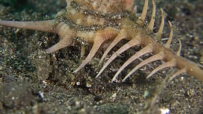 0186_Murex snail close up