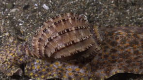 0223_Harpa shell close up