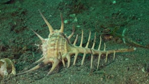 0243_Murex snail crawling over sand