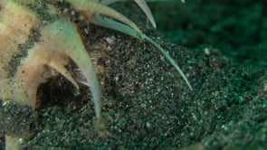 0244_Murex snail close up