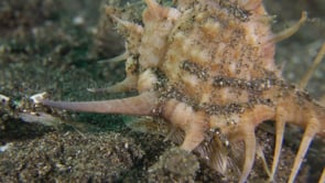 0246_Murex snail walking over sand close up