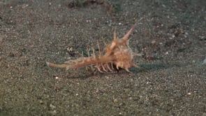 0184_Murex snail walking