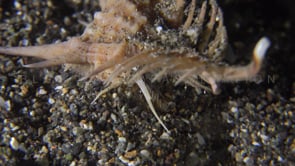 0185_Murex snail close up