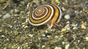 0187_ Sea snail Architectonica