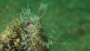 0205_Cowry snail close up
