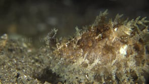 0208_Cowry snail eyes