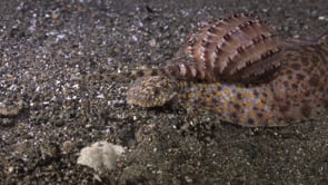 0209_Harpa snail crawling over sea floor