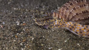 0210_Harpa snail eyes close up
