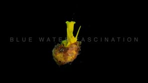 0215_Wentletrap snail close up at night