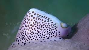 0071_Egg cowrie close up