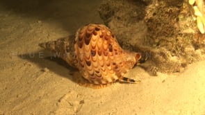 0351_Tritons trumpet snail on reef
